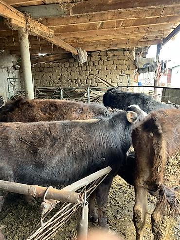 Коровы, быки: Продаю | Бык (самец) | Привязанные — 1