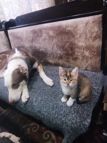 где можно купить кошку: Кошка даром: Беспородная, 2 месяца, Мальчик, Приучена к лотку