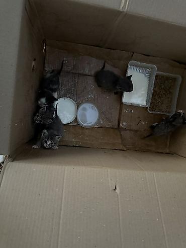 мальтипу собака: Очаровательные котята,которых кто то выкинул,отдадим в добрые руки🙏🏻 — 1