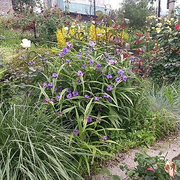 Другие садовые цветы и кустарники: Продаю разные цветы,злаковые: овсяница сизая,мискантус от 200с — 10