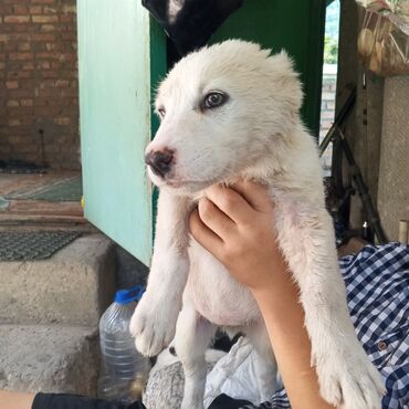 сколько стоит щенок алабай: Алабай, 2 месяца, Самка, С прививкой