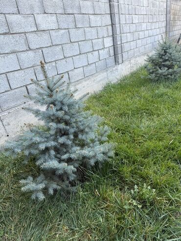 где купить саженцы роз: Саженцы деревьев: Ели