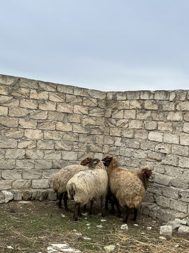 Qoyunlar, qoçlar: Salam tecli satlır sağlam heyvanlardıı qiymət razlşmaq olarr — 11