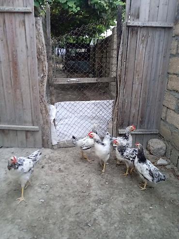 kend cuceleri: Toyuq cücələri, Ətlik, Ünvandan götürmə — 1