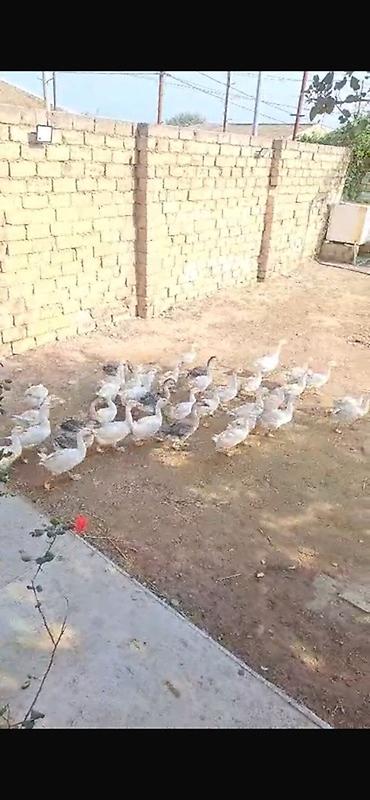 yulaf satisi: Salam 109 dənədi dişi ərkey 25 ə də var 30 35 45 50 manatada az az da — 4