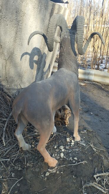 Вазы: На заказ любые скульптуры статуэтки дерево искусственное. вазоны для — 6