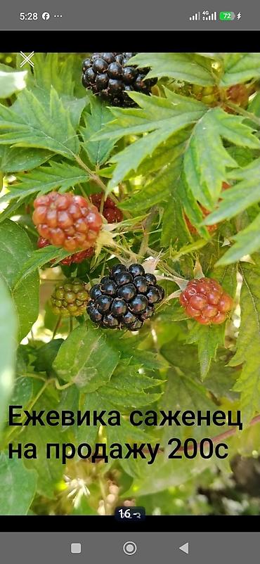 черный принц клубника: Ежевика — 6