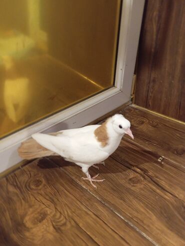 Göyərçinlər: Cins: göyərçini Rəng: Sarı boynuĝüllü desde kekilli boyun pecat — 5