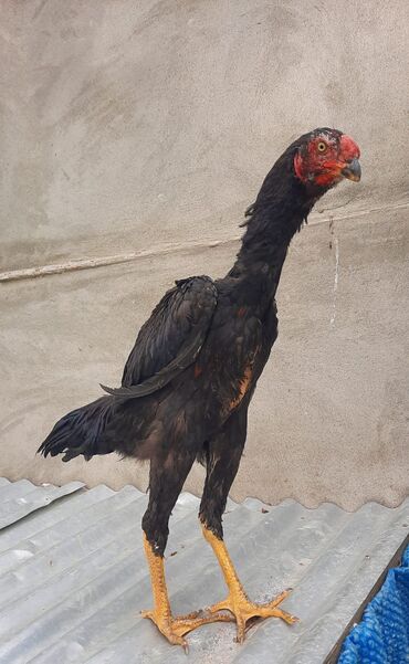 Xoruzlar: Xoruz, Heyratı, il: 1, Ödənişli çatdırılma — 19