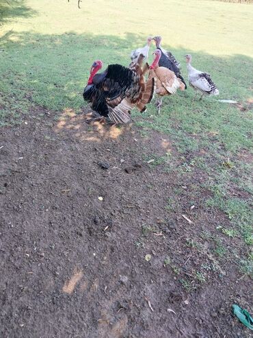 Hinduşka: Erkək, Kanada, Amerika, Yumurtalıq, Ünvandan götürmə, Ödənişli çatdırılma — 19