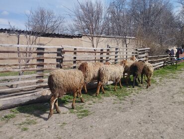 Бараны, овцы: Продаю | Ягненок | Полукровка | Для разведения | Ярка