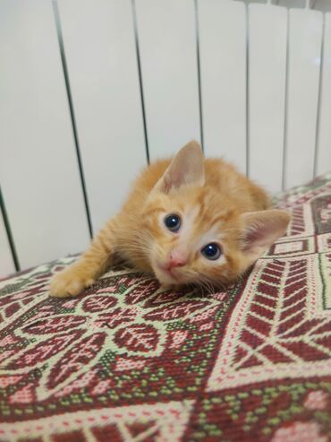 pişik ucun yuva: Erkək, Yaxşı əllərə, Ünvandan götürmə