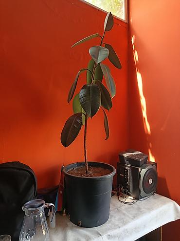 qırmızı kala: Quma ağacı (Ficus elastica) – iri bərk parlaq yarpaqlı, dekorativ otaq — 1