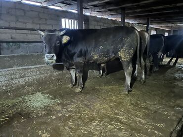 в связи с переездом отдам попугая жако в добрые руки: Продаю | Бык (самец) | На откорм | Привязанные