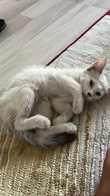 белые кошки: Котёнок, кремово-белый окрас с тёмным кончиком хвоста и ушками — 4