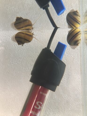 Аквариумы: Аквариумные улитки «Спикси“» - Вид: пресноводные улитки спикси с — 8