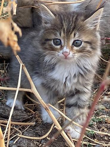 2 месяца, Девочка