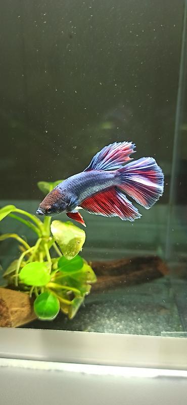 Balıqlar: Betta (Petuşok balığı), Yırtıcı — 4
