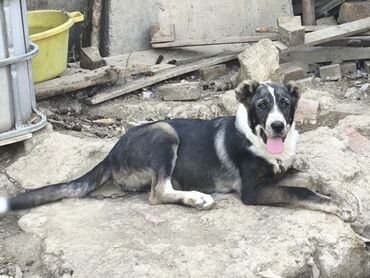 İtlər: Qurdbasar, 3 ay, Dişi, Peyvəndli, Ünvandan götürmə, Pulsuz çatdırılma