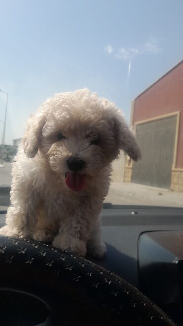 samoyed balasi satilir: Pudel, 2 ay, Dişi, Sənədli, Pulsuz çatdırılma