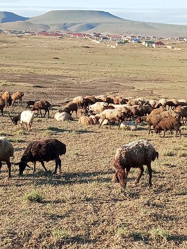 Mal-qara: Bir bağır heyvandi 130-140 basdı real almaq istəyən əlaqə saxlasın — 1