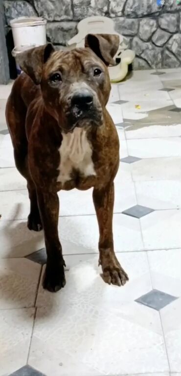 afçarka it: Pitbul