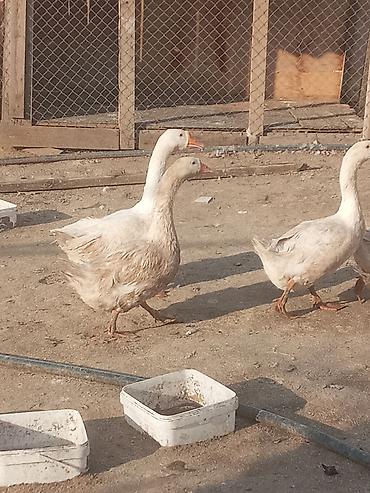 Qazlar: Dişi, Damazlıq, Ünvandan götürmə — 9