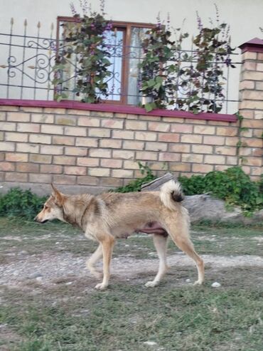 самоедская лайка: Лайка, 2 жаш, Ургаачы, Эмделген