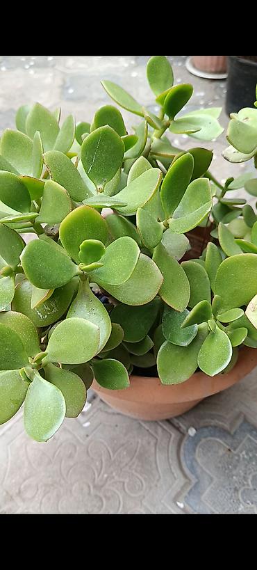 Bağ və bostan üçün digər məhsullar: - Zanbaq (Hemerocallis) – narıncı lecekli gül 8 azn satilir — 9