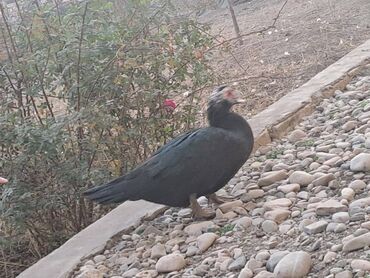 Digər heyvanlar: Lal ördəklər topdan satılır 210 dənə ördəkdir bir dənəsi 13 manat 90 — 13