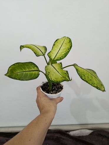 Другие комнатные растения: Продаются комнатные цветы. Токмок — 14