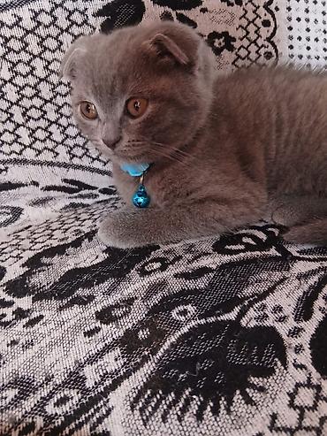 Pişiklər: Şotland — 5