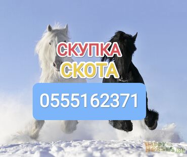 скупка кара балта: Куплю | Коровы, быки, Лошади, кони | Забитый, Любое состояние, На забой, на мясо