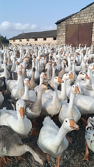 ev quşlari haqqinda melumat: Salam . 1illik linda kuban qaz surusu satılır 400ədəd qazdı tam — 6