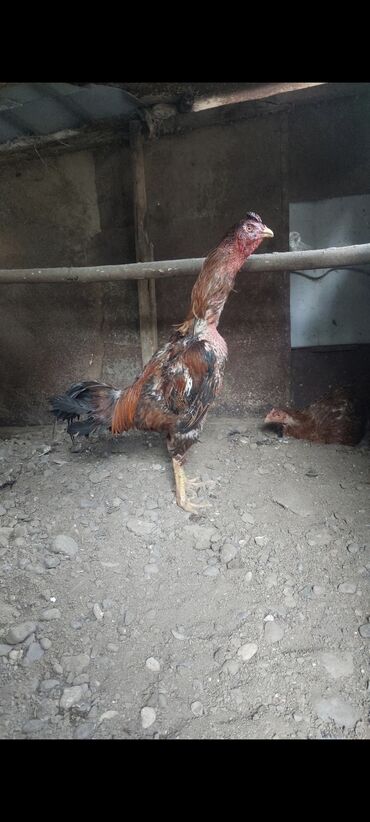 Xoruzlar: Salam təmiz turk cinsi meydan heyvani temiz qumar heyvanidir cox