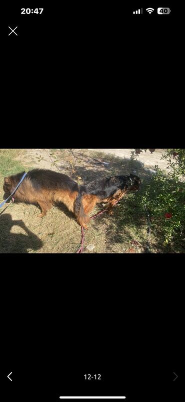 İtlər: Alman çoban iti, 3 ay, Erkek, Peyvəndli — 23