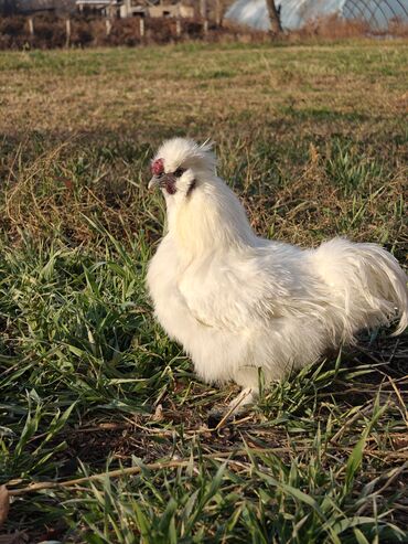 Куры, петухи: Продаю | Куры | Для разведения — 11