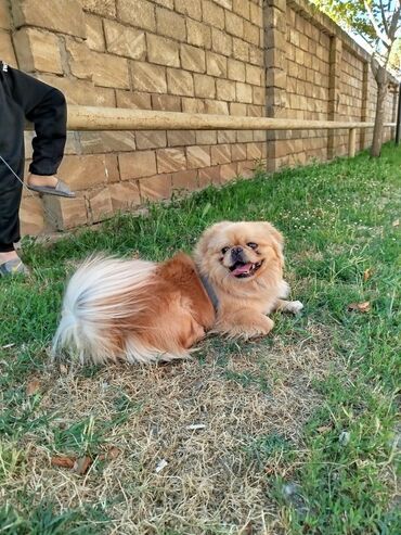 İtlər: Pekines