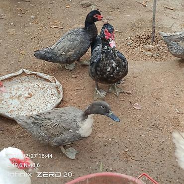 Ördəklər: Hamsi satılır çoxu yumurtduyur — 11