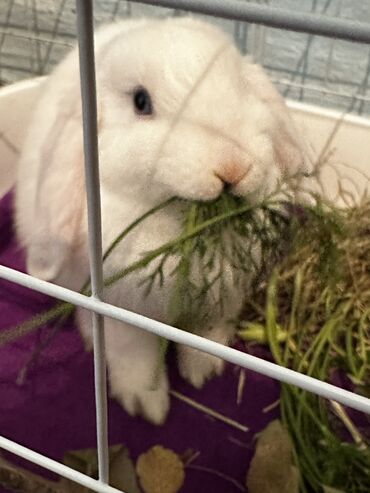 я ищу кроликов: Срочно продам кролика породы баран Самец,3,4 месяца,голубые красивые
