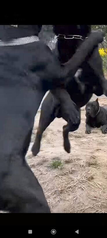 İtlər: Kane-Korso, 1 ay, Sənədli, Rayonlara çatdırılma, Ünvandan götürmə, Pulsuz çatdırılma — 20