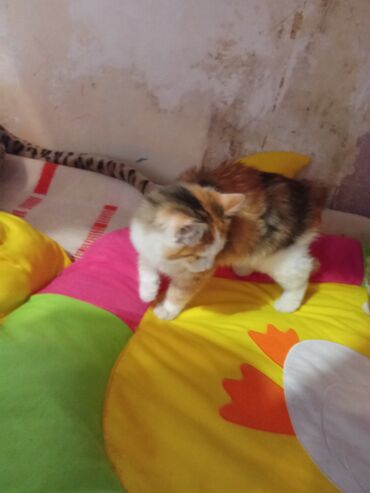 Pişiklər: Şotland uzun tüklü, Yaxşı əllərə, Ünvandan götürmə, Pulsuz çatdırılma, Ödənişli çatdırılma — 1