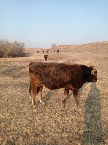 Коровы, быки: Продаю | Бык (самец) | Швицкая | Для разведения, На откорм | Осеменитель — 6