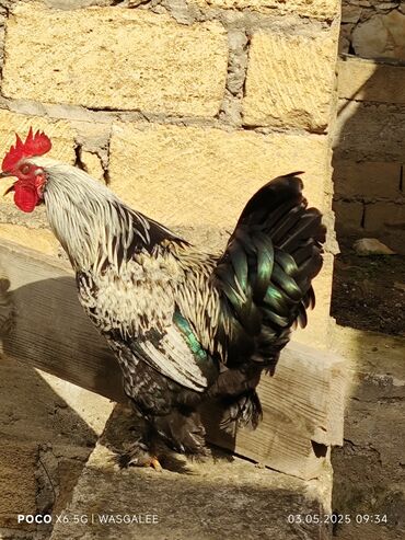 Xoruzlar: Xoruz, Brama, il: 1, Ünvandan götürmə, Ödənişli çatdırılma — 6