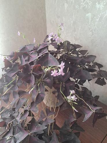 sakura agaci satisi: Ev dibçəyi 25 — 6
