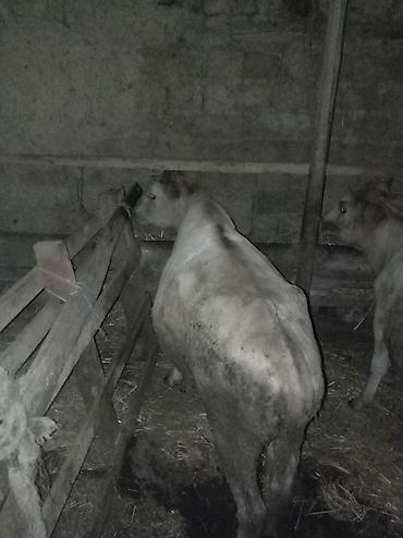 Dana, buzov: Satışda – inək və dana - Növ: Yerli südlük tipli inək və həmcins dana — 5