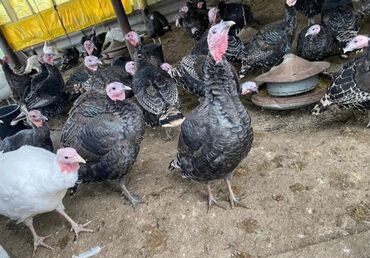 котята в баку: Самка, Для мяса, Бесплатная доставка, Платная доставка, Доставка в районы