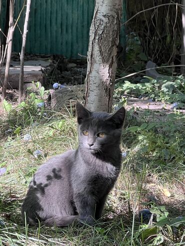 Отдам даром кошку: 🐾 Ищут дом трое чудесных котят 🐾 Эти малыши родились у уличной