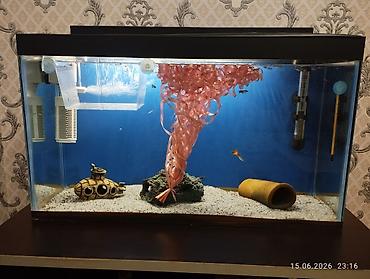 akvarium bitkileri: Dördbucaq akvarium, Balıqlarla birlikdə, 40 l, Ödənişli çatdırılma — 2