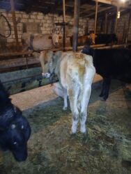 Коровы, быки: Самка, лет: 1, Для мяса, Самовывоз